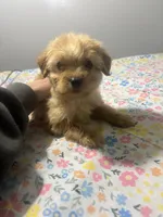 Mickey!, a male Cavapoo and Poodle - Miniature  for sale in Rogers City, MI – Photo 1 of 5