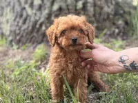 Allie, a female Cavapoo and Poodle - Miniature  for sale in Rogers City, MI – Photo 2 of 9