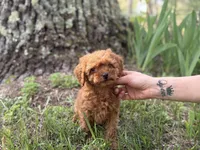 Allie, a female Cavapoo and Poodle - Miniature  for sale in Rogers City, MI – Photo 1 of 9