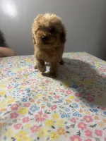 Allie, a female Cavapoo and Poodle - Miniature  for sale in Rogers City, MI – Photo 8 of 9