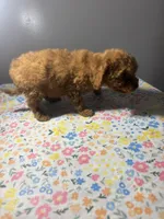 Allie, a female Cavapoo and Poodle - Miniature  for sale in Rogers City, MI – Photo 5 of 9