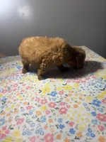 Allie, a female Cavapoo and Poodle - Miniature  for sale in Rogers City, MI – Photo 7 of 9