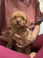 Allie, a female Cavapoo and Poodle - Miniature  for sale in Rogers City, MI – Photo 3 of 9