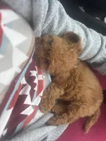 Allie, a female Cavapoo and Poodle - Miniature  for sale in Rogers City, MI – Photo 4 of 9