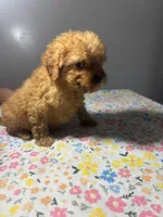 Allie, a female Cavapoo and Poodle - Miniature  for sale in Rogers City, MI – Photo 9 of 9