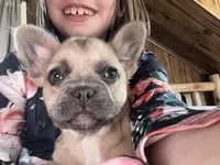 Fluffy Frenchie Lilly, a female French Bulldog for sale in Rogers City, MI – Photo 1 of 2