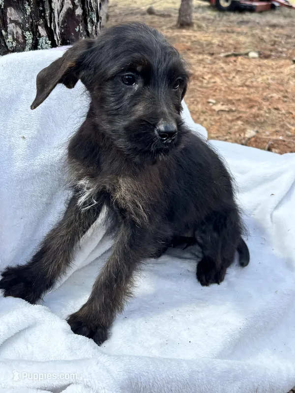 Callie – Goldendoodle puppy for sale in Standish, MI