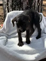 Callie, a female Goldendoodle for sale in Standish, MI – Photo 3 of 3