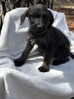 Callie, a female Goldendoodle for sale in Standish, MI – Photo 2 of 3