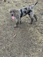 Holly, a female Goldendoodle for sale in Standish, MI – Photo 4 of 4