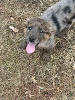 Holly, a female Goldendoodle for sale in Standish, MI – Photo 2 of 4