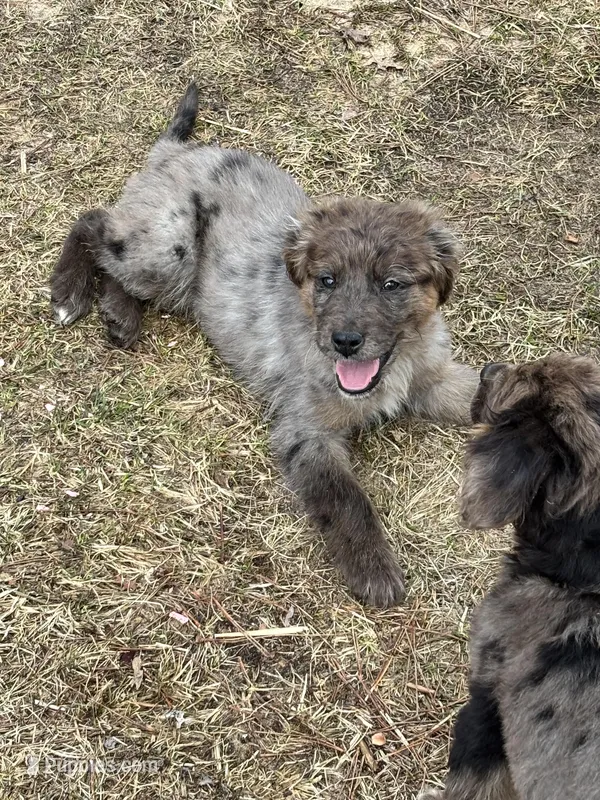 Holly – Goldendoodle puppy for sale in Standish, MI