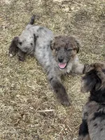 Holly, a female Goldendoodle for sale in Standish, MI – Photo 1 of 4