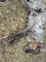 Holly, a female Goldendoodle for sale in Standish, MI – Photo 3 of 4