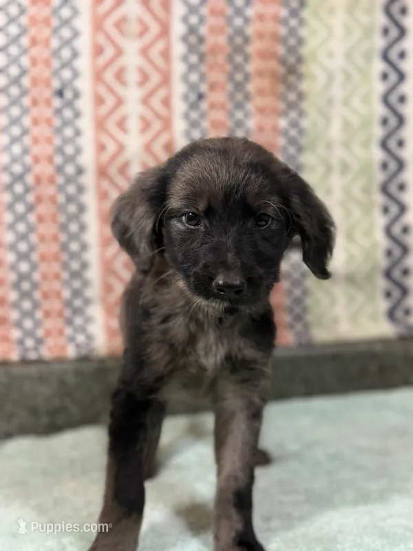 Sasha, a female Goldendoodle for sale in Rogers City, MI – Photo 1 of 3