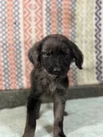 Sasha, a female Goldendoodle for sale in Rogers City, MI – Photo 1 of 3