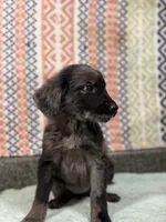 Sasha, a female Goldendoodle for sale in Rogers City, MI – Photo 3 of 3