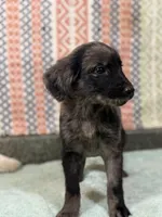 Sasha, a female Goldendoodle for sale in Rogers City, MI – Photo 2 of 3