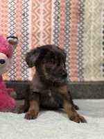 Sassy, a female Labradoodle and Golden Retriever for sale in Rogers City, MI – Photo 3 of 4