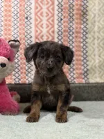 Sassy, a female Labradoodle and Golden Retriever for sale in Rogers City, MI – Photo 4 of 4