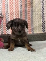 Sassy, a female Labradoodle and Golden Retriever for sale in Rogers City, MI – Photo 2 of 4