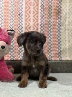 Sassy, a female Labradoodle and Golden Retriever for sale in Rogers City, MI – Photo 1 of 4