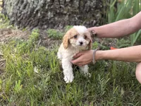 Rocky, a male Cavapoo and Poodle - Miniature  for sale in Rogers City, MI – Photo 1 of 8
