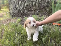 Rocky, a male Cavapoo and Poodle - Miniature  for sale in Rogers City, MI – Photo 4 of 8