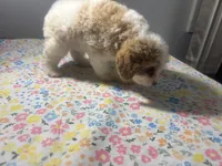 Rocky, a male Cavapoo and Poodle - Miniature  for sale in Rogers City, MI – Photo 6 of 8