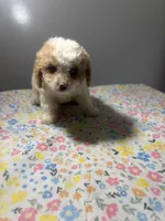 Rocky, a male Cavapoo and Poodle - Miniature  for sale in Rogers City, MI – Photo 7 of 8