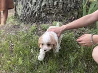 Rocky, a male Cavapoo and Poodle - Miniature  for sale in Rogers City, MI – Photo 5 of 8