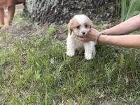Rocky, a male Cavapoo and Poodle - Miniature  for sale in Rogers City, MI – Photo 2 of 8
