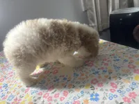 Rocky, a male Cavapoo and Poodle - Miniature  for sale in Rogers City, MI – Photo 8 of 8