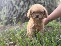 Sadie, a female Cavapoo and Poodle - Miniature  for sale in Rogers City, MI – Photo 3 of 5