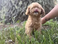 Sadie, a female Cavapoo and Poodle - Miniature  for sale in Rogers City, MI – Photo 1 of 5