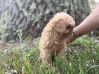 Sadie, a female Cavapoo and Poodle - Miniature  for sale in Rogers City, MI – Photo 5 of 5