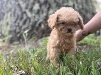 Sadie, a female Cavapoo and Poodle - Miniature  for sale in Rogers City, MI – Photo 4 of 5