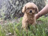 Sadie, a female Cavapoo and Poodle - Miniature  for sale in Rogers City, MI – Photo 2 of 5