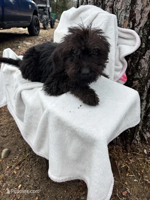 Ryder – Goldendoodle puppy for sale in Standish, MI