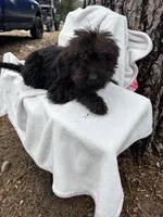 Ryder, a male Goldendoodle for sale in Standish, MI – Photo 1 of 4