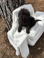 Ryder, a male Goldendoodle for sale in Standish, MI – Photo 4 of 4