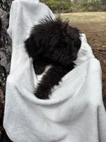 Ryder, a male Goldendoodle for sale in Standish, MI – Photo 3 of 4