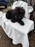 Ryder, a male Goldendoodle for sale in Standish, MI – Photo 2 of 4