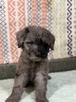Trip, a male Labradoodle and Golden Retriever for sale in Rogers City, MI – Photo 3 of 3