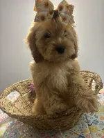 Amber, a female Cockapoo and Poodle - Miniature  for sale in Rogers City, MI – Photo 4 of 7