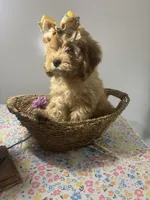 Amber, a female Cockapoo and Poodle - Miniature  for sale in Rogers City, MI – Photo 1 of 7