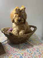 Amber, a female Cockapoo and Poodle - Miniature  for sale in Rogers City, MI – Photo 5 of 7