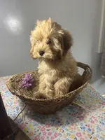 Amber, a female Cockapoo and Poodle - Miniature  for sale in Rogers City, MI – Photo 6 of 7