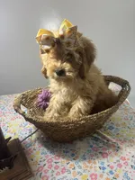 Amber, a female Cockapoo and Poodle - Miniature  for sale in Rogers City, MI – Photo 7 of 7