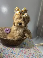 Amber, a female Cockapoo and Poodle - Miniature  for sale in Rogers City, MI – Photo 2 of 7